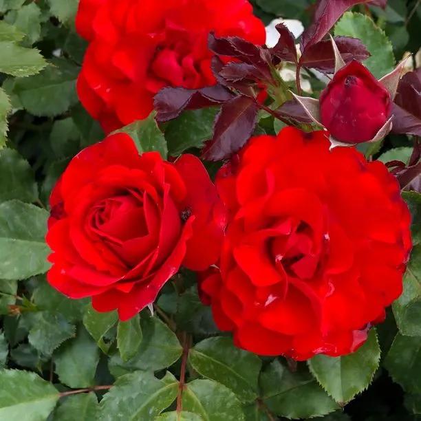 Remembrance Floribunda Rose (Rosa Remembrance)